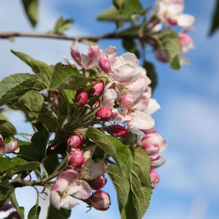 Кемпинг Pipowagen Paarse Opal Lienden