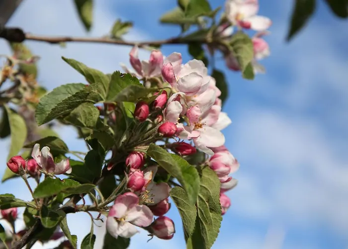 Кемпинг Pipowagen Paarse Opal Lienden